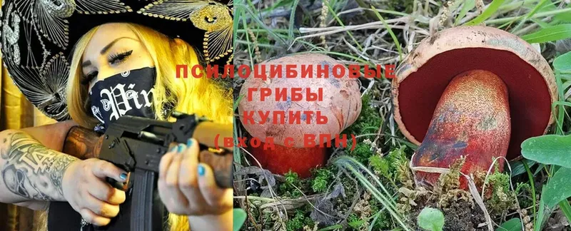 Псилоцибиновые грибы Cubensis  OMG   Суоярви 